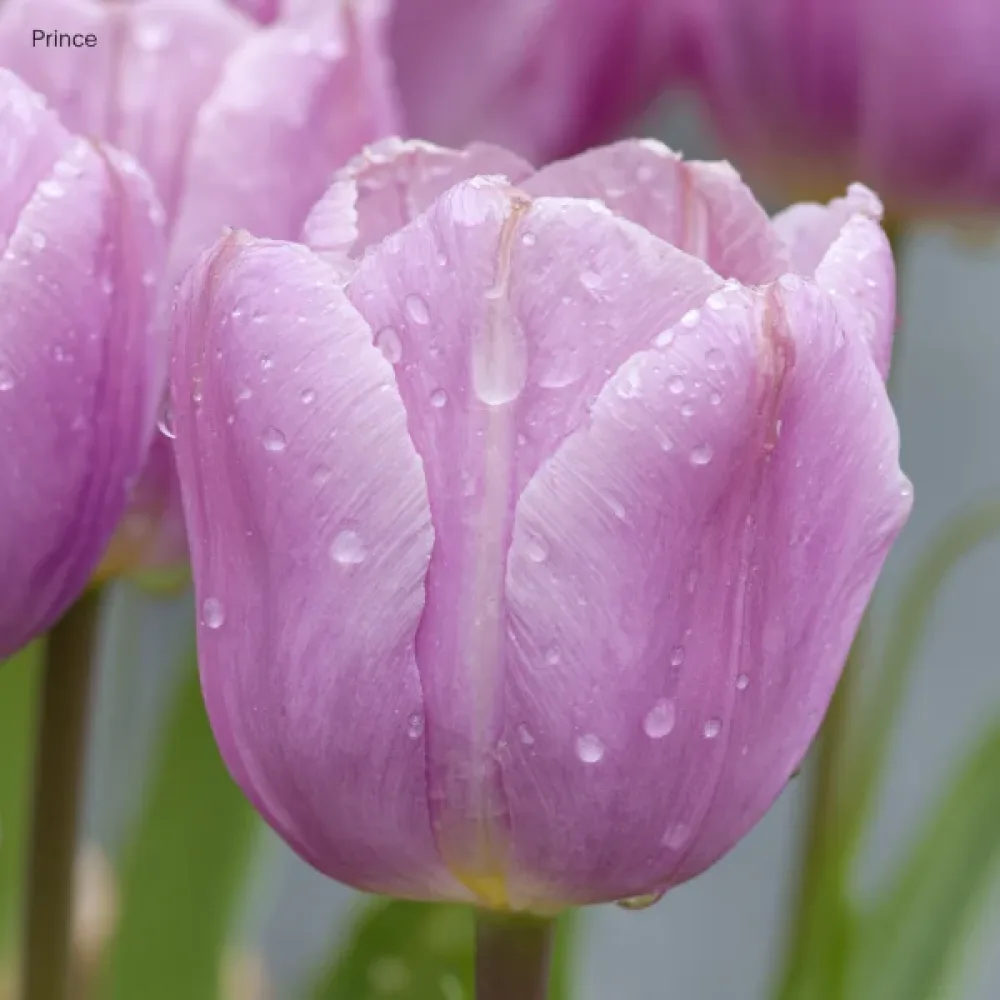 Lalea Light Pink Prince