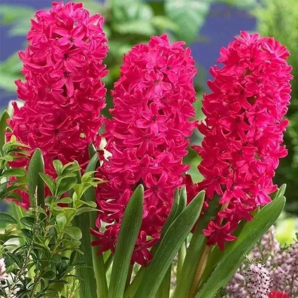 Zambilă SCARLET PEARL (stacojie)