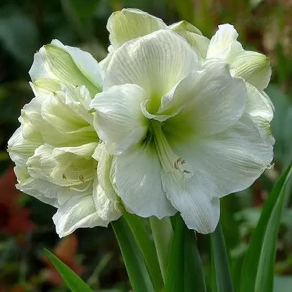 Amarilis Marilyn (roșu)