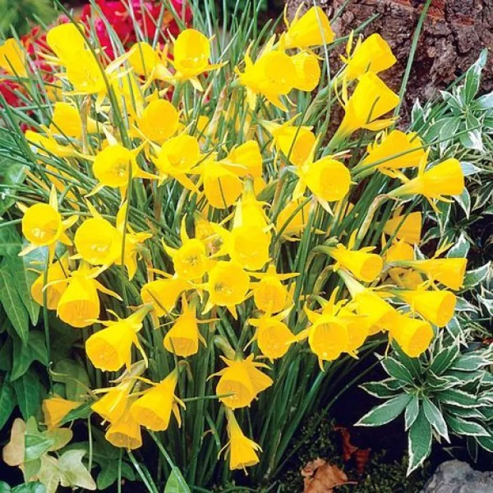Narcisă Golden Bells bulbocodium (aurie)