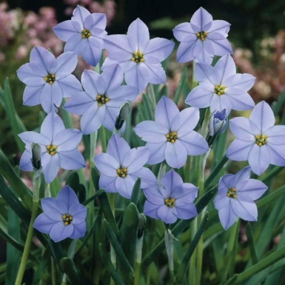 Ipheion uniflorum (mov)