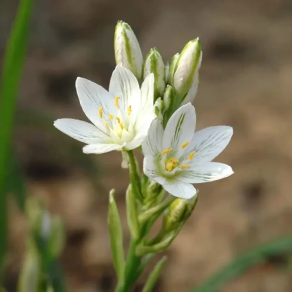 Ornithogalum Balansae (alb)