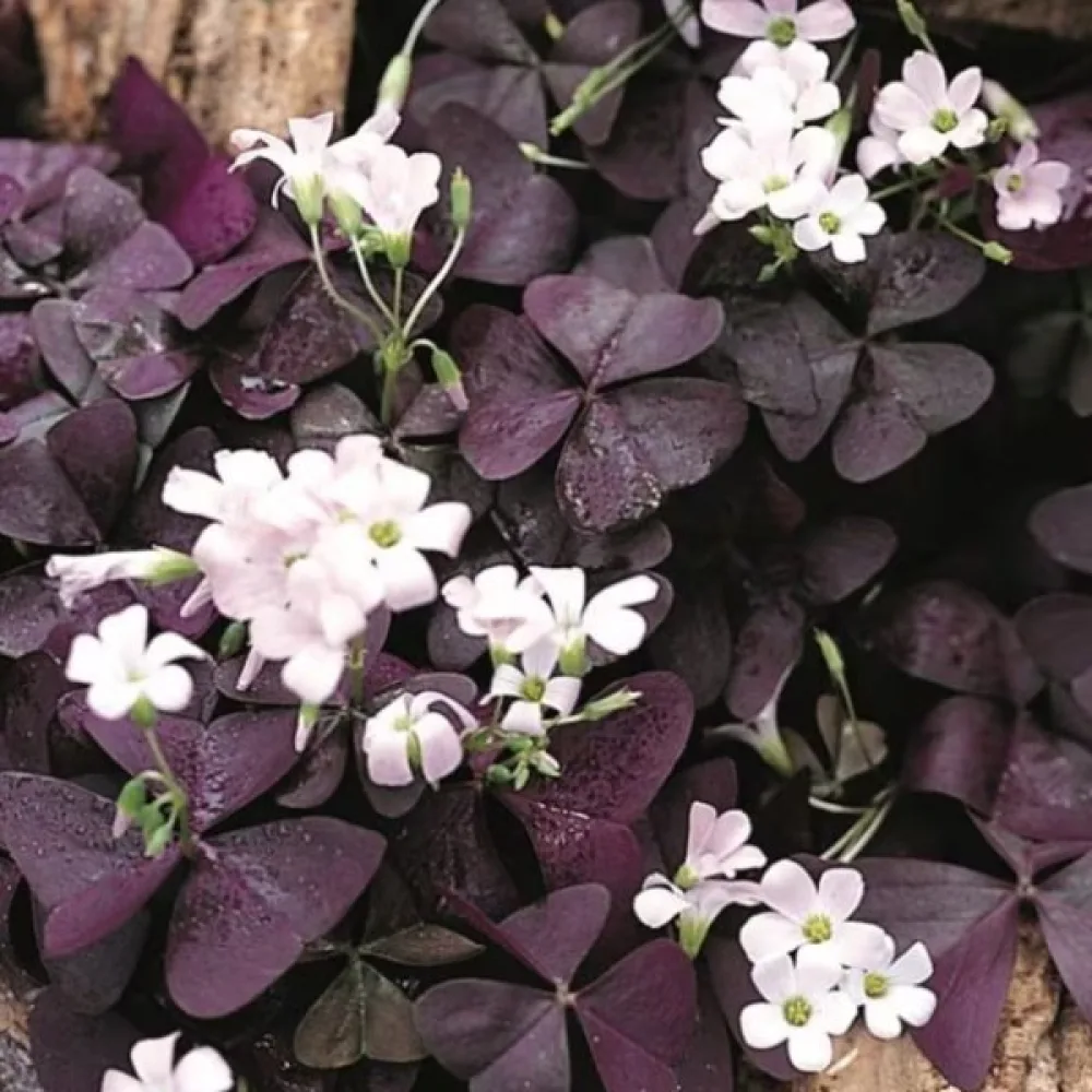 Oxalis Triangularis (roz)