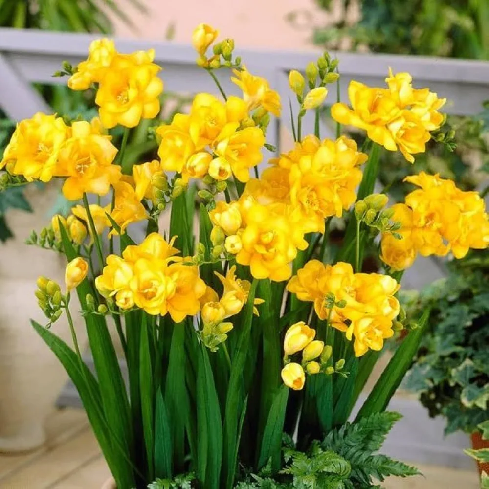 Frezie Double yellow (galbenă, involtă)