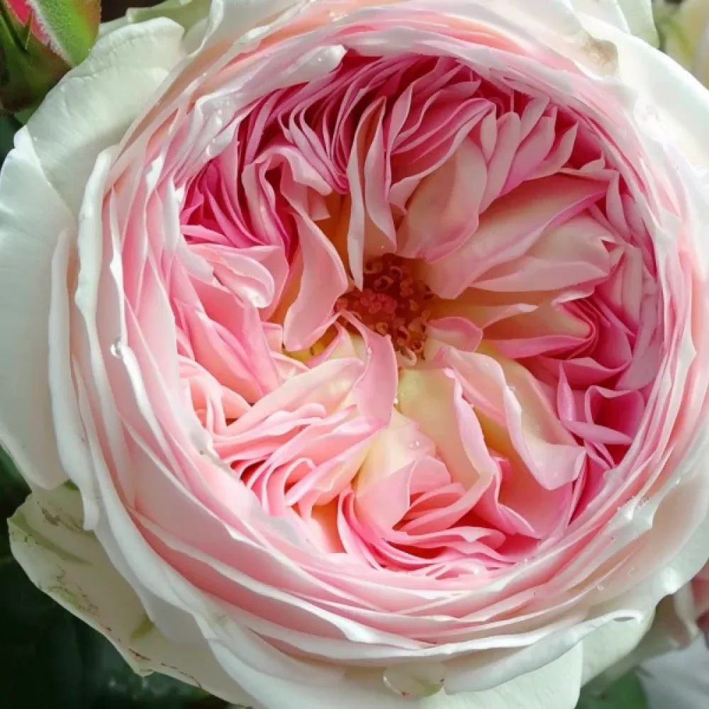 Trandafir Pink Melody (roz)