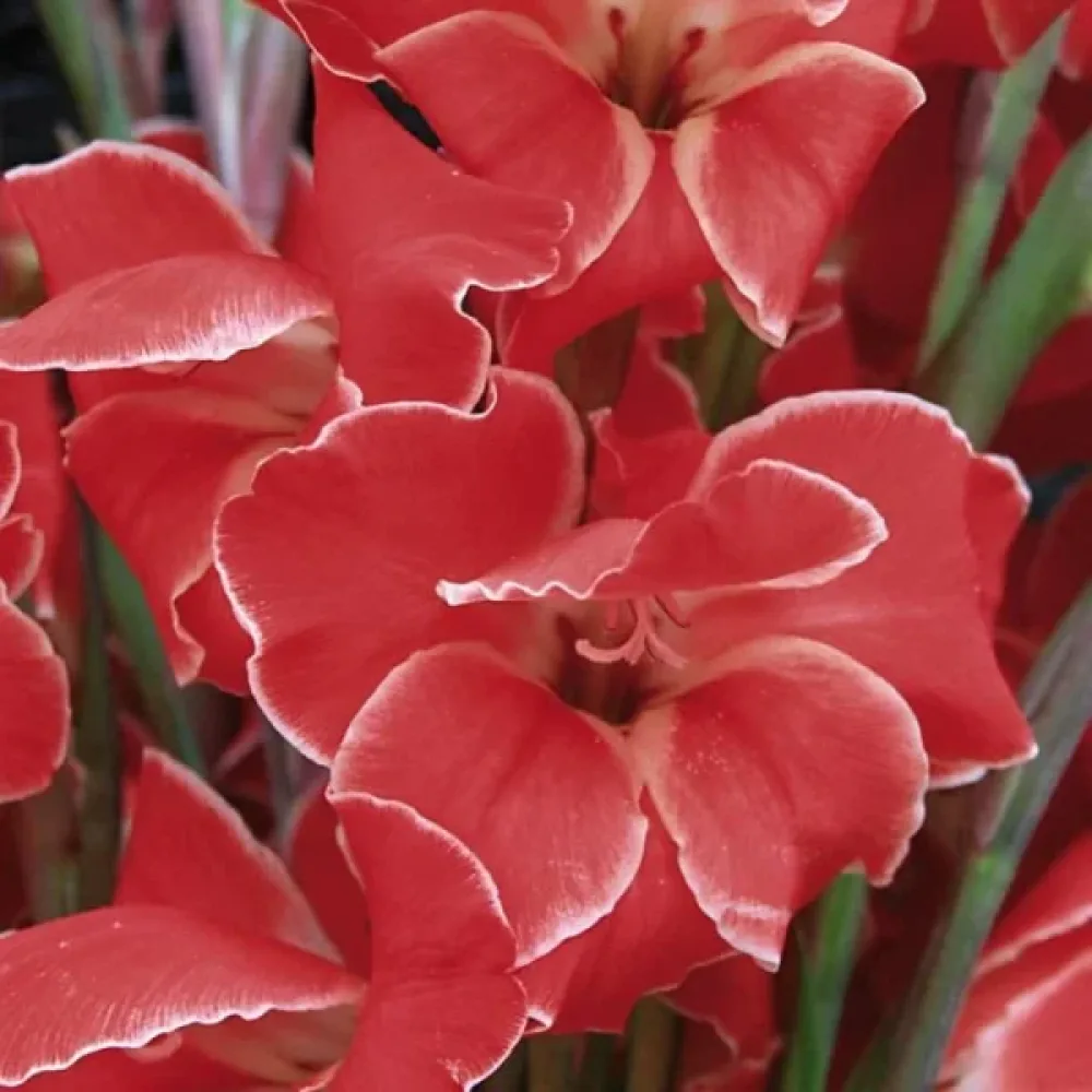 Gladiolă Atom (crem)