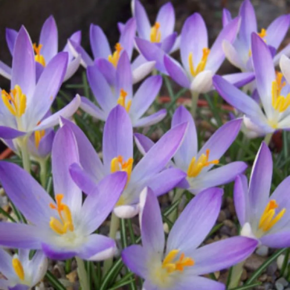 Brândușă Lilac Beauty Tommasinianus (liliachie)