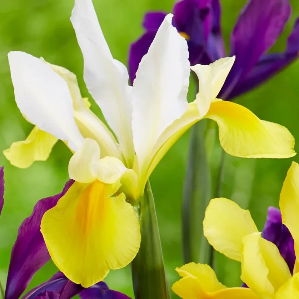 Iris Symphony hollandica (galben)