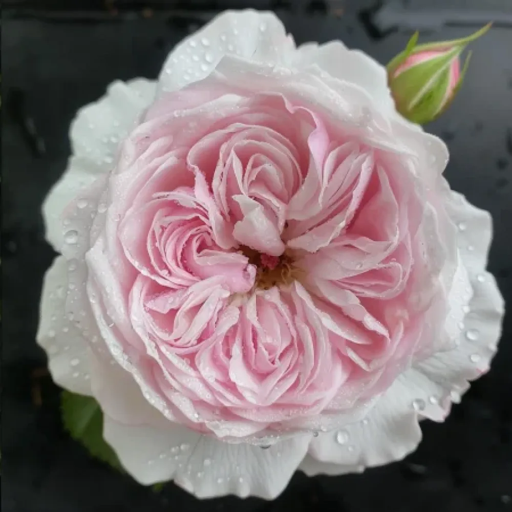Trandafir Strălucire Roz-Argintie - cu rădăcină nudă