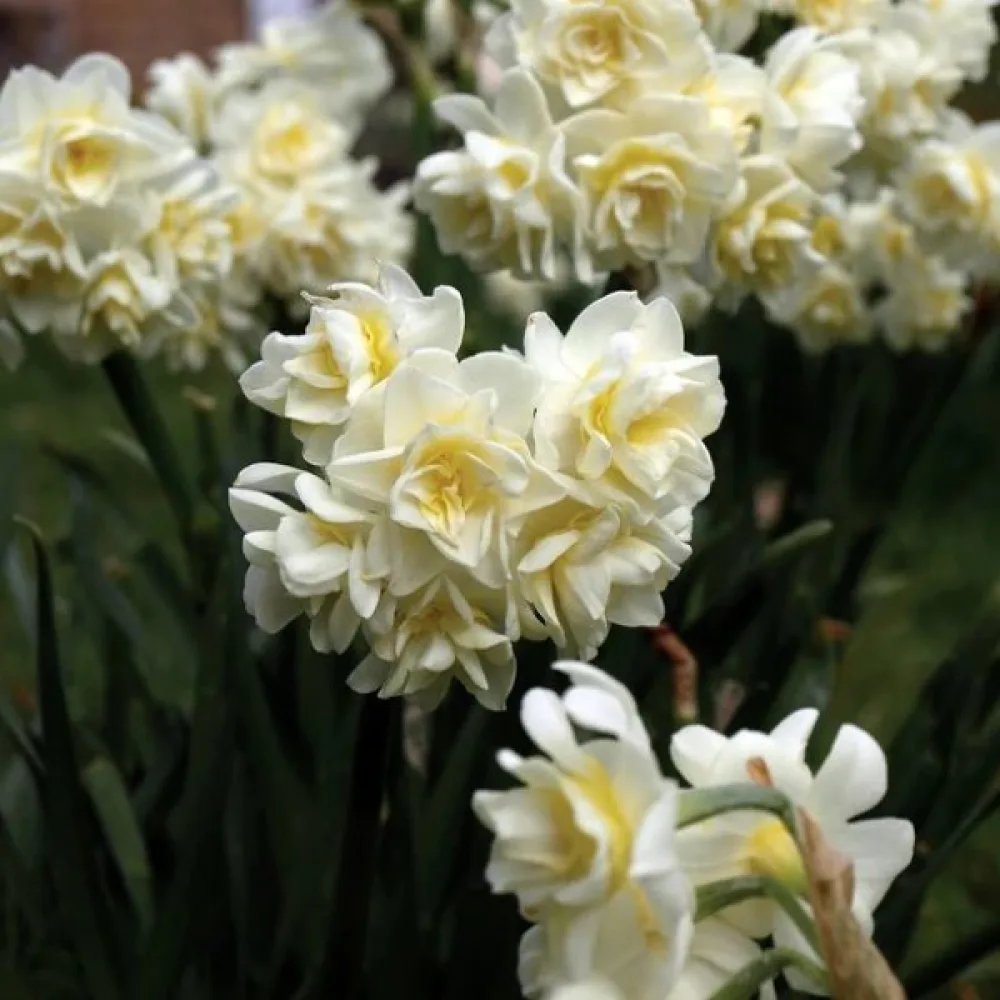 Narcisă Erlicheer (crem)