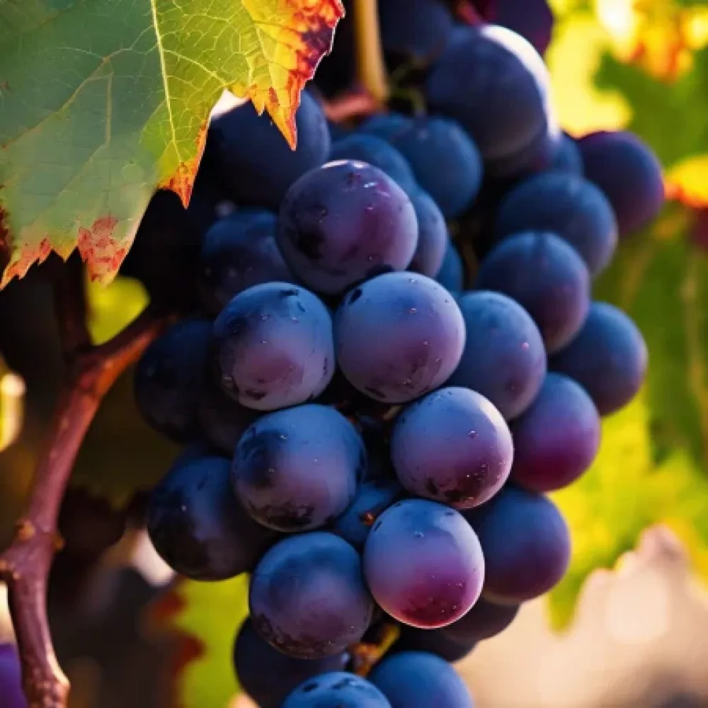 Viță de vie soiul Cabernet Sauvignon - cu coacere timpurie