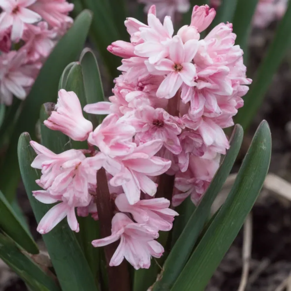 Zambilă Spring Beauty