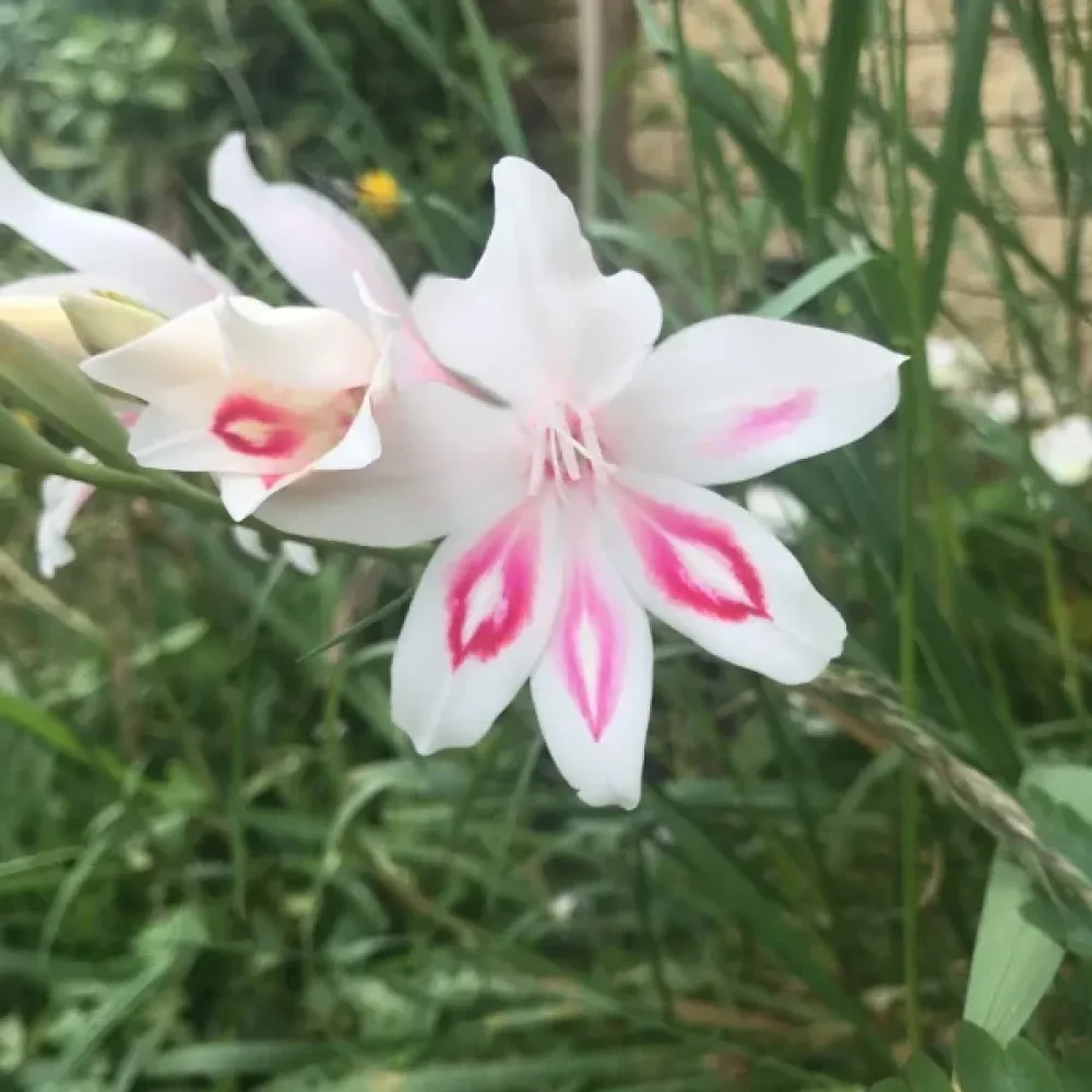 Gladiolă Nymph (roz)