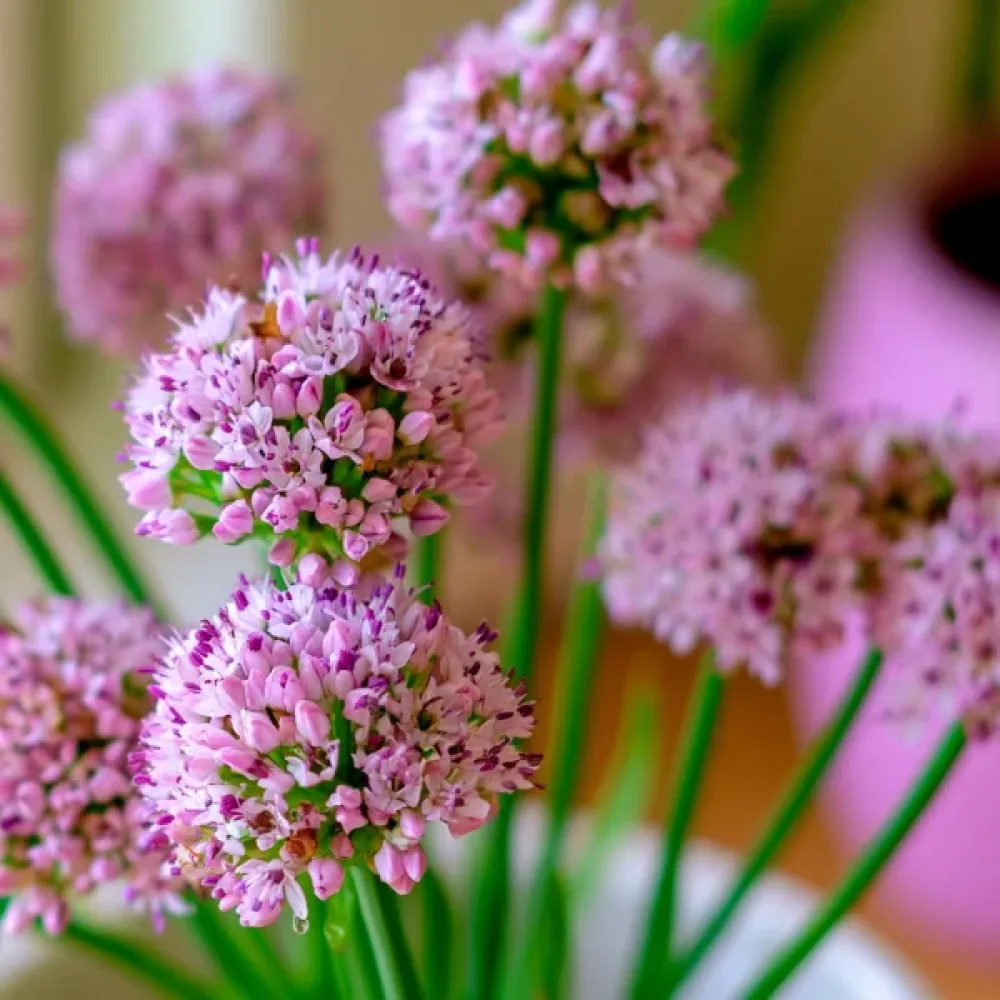 Allium Angulosum