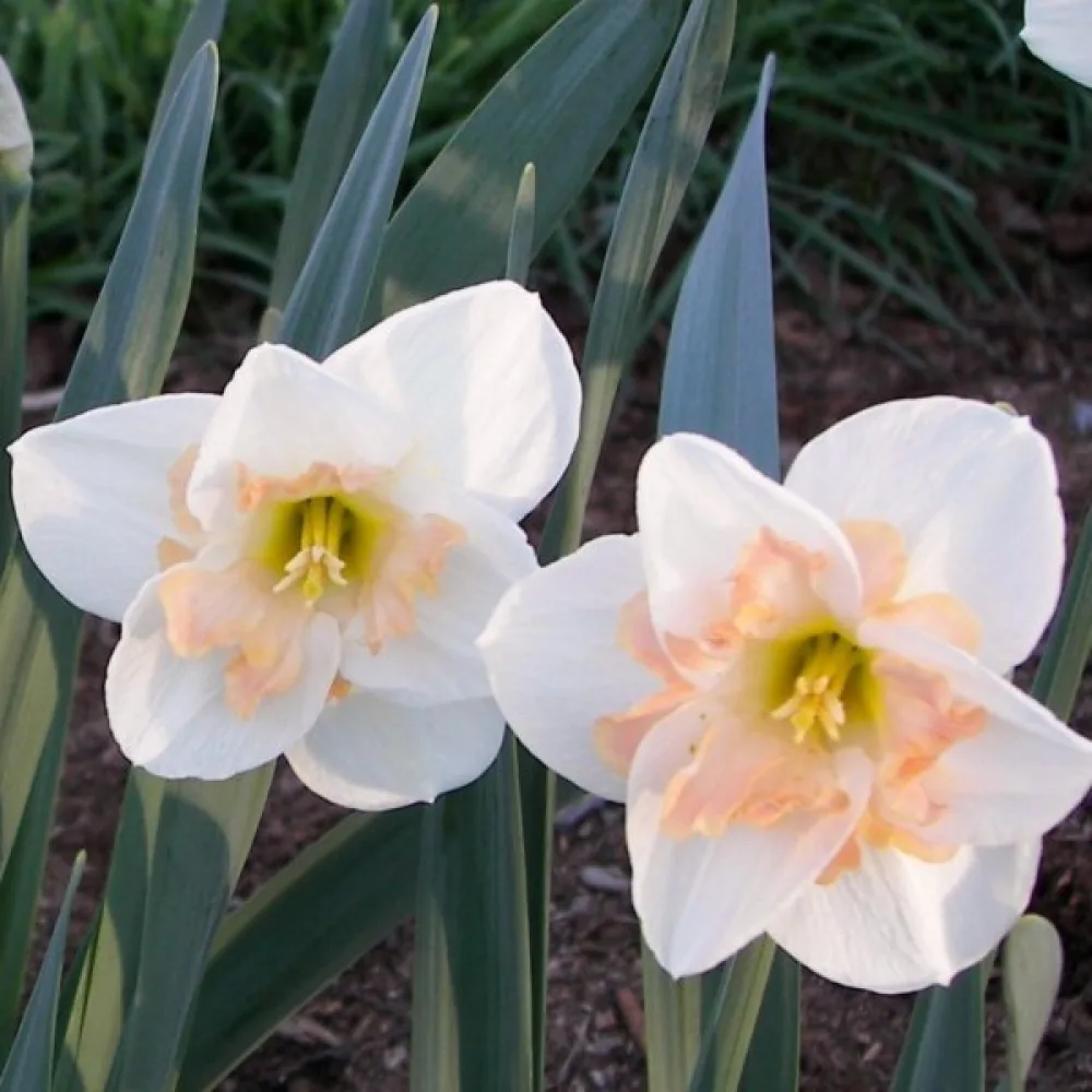 Narcisă Changing Colours