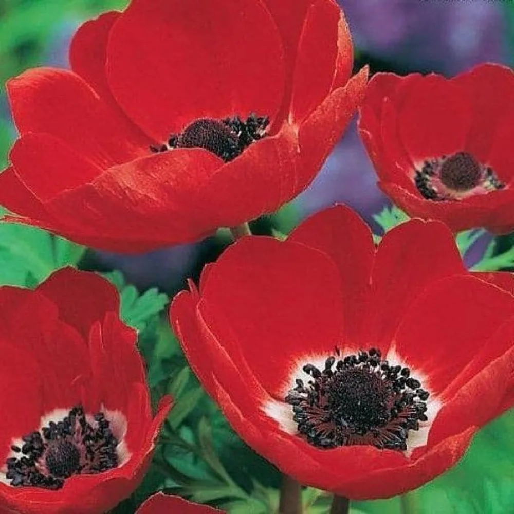 Anemonă Coronaria Hollandia (roșie)