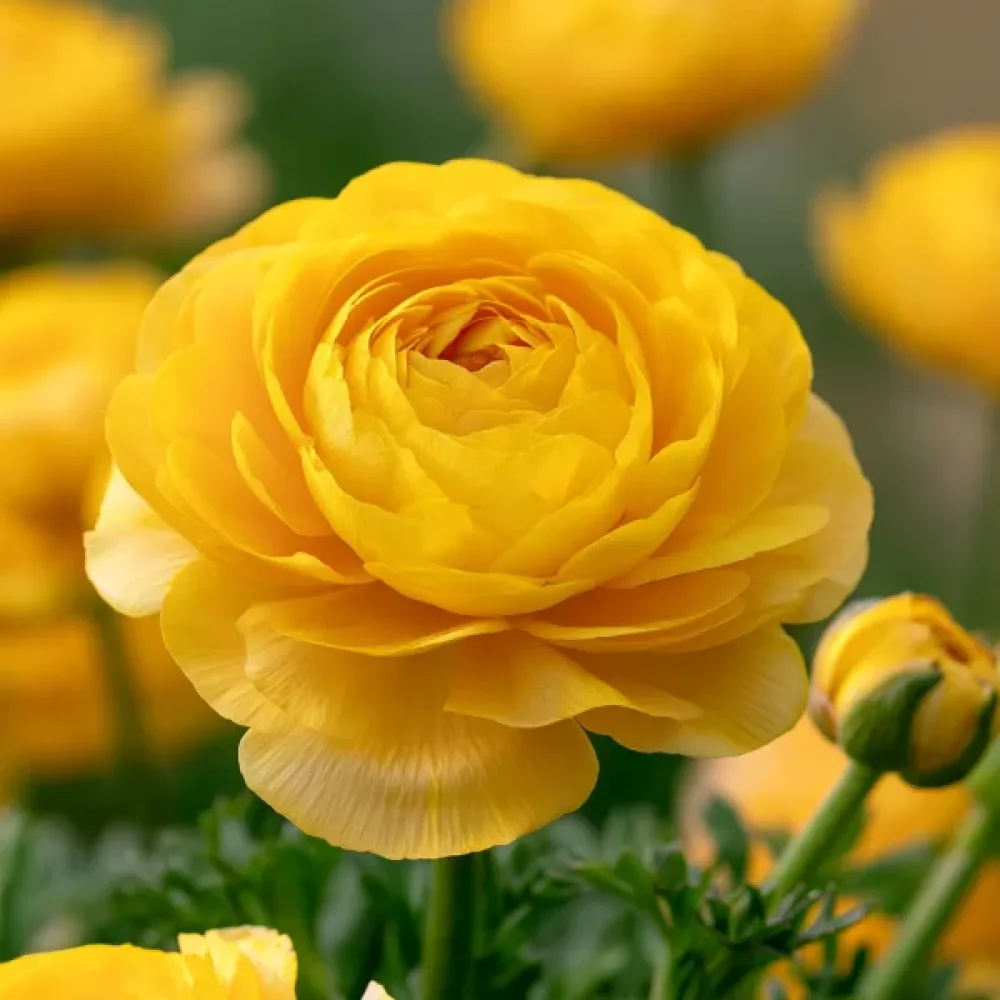 Ranuncul Yellow Tomer (galben)