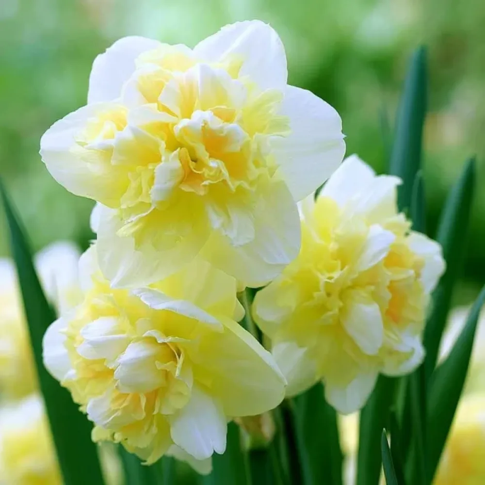 Narcisă Smiling Twin