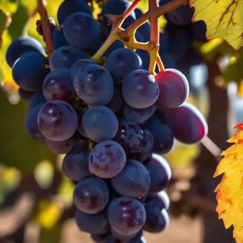 Viță de vie soiul Mavrud, struguri roșii de vin - cu coacere târzie