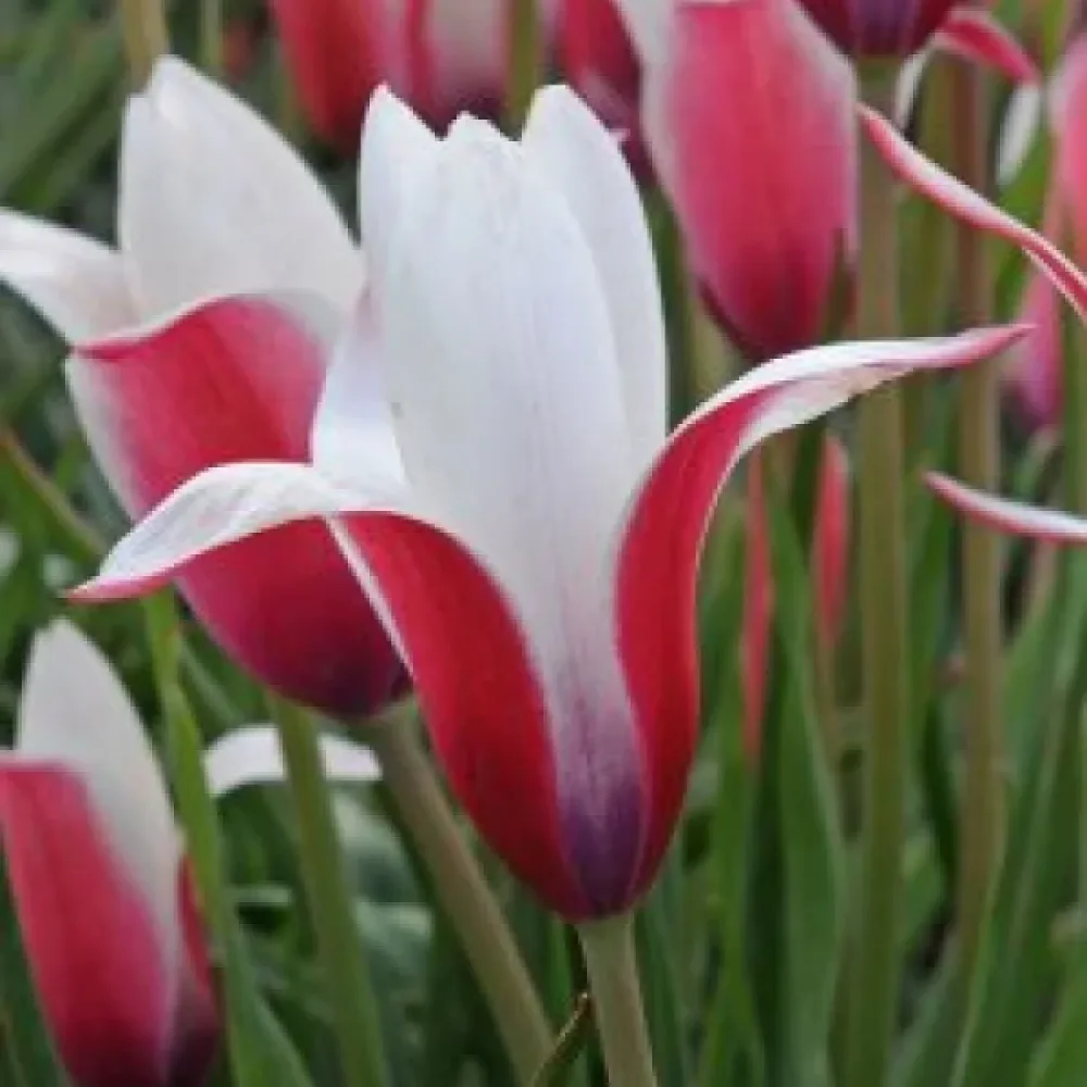 Lalea Clusiana Peppermint Stick (mentă)