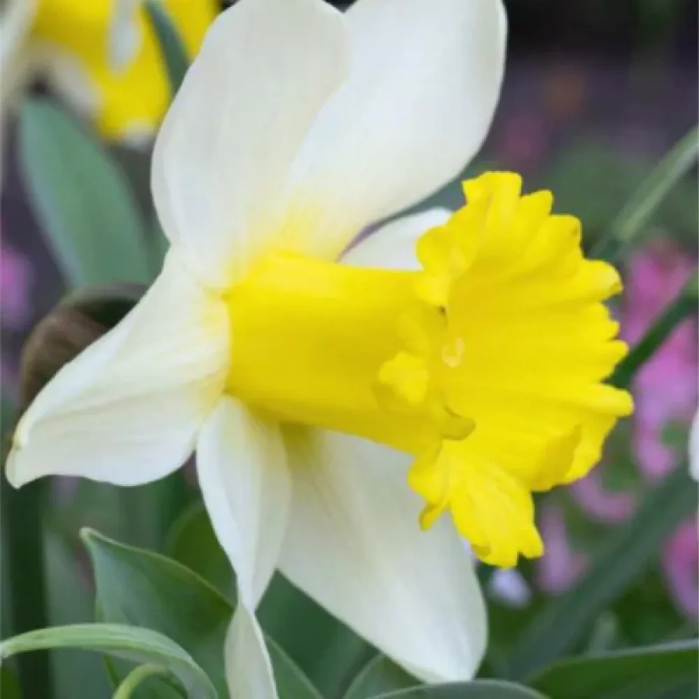 Narcisă January Silver