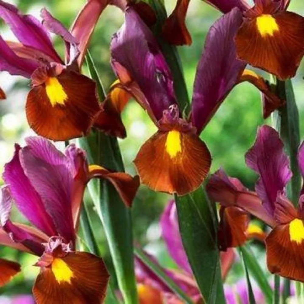 Iris RED EMBER (roșu)