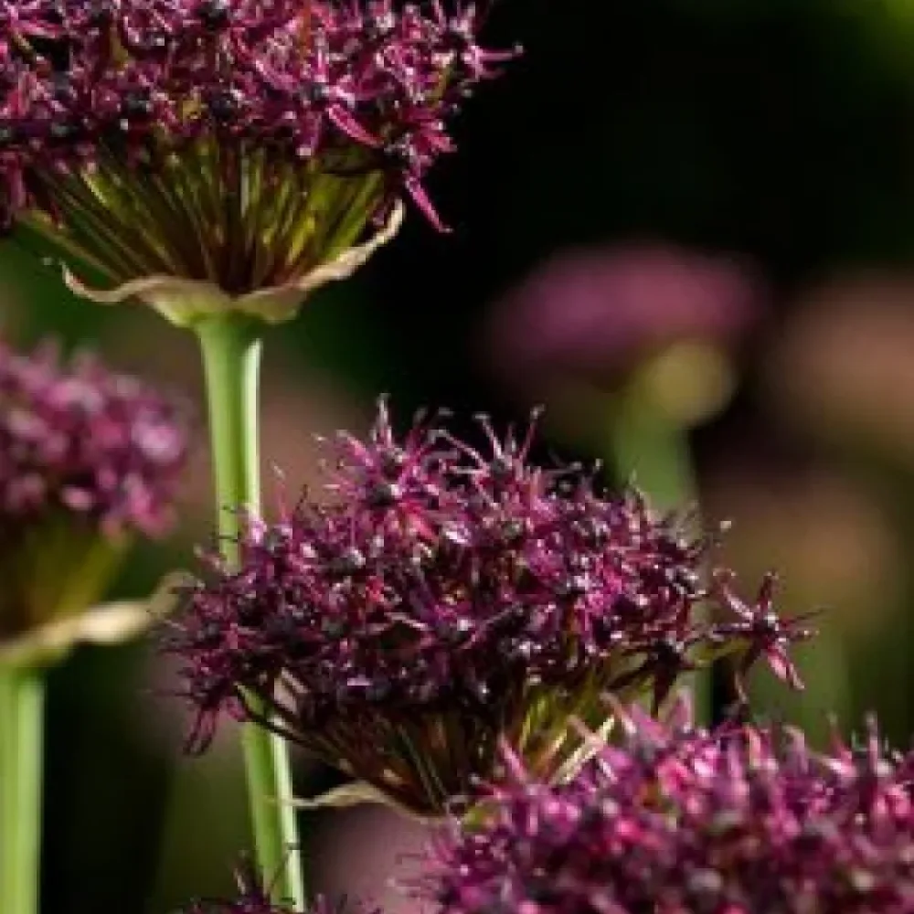 Ceapă decorativă Atropurpureum (purpuriu închis)