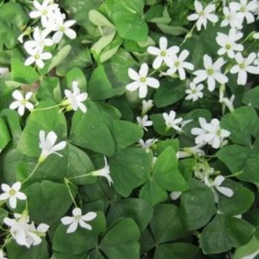 Oxalis REGNELLII (alb)