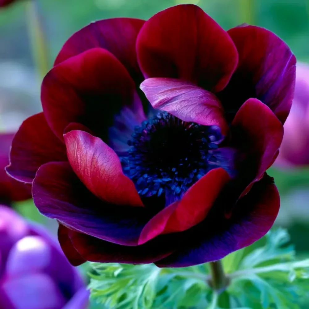 Anemonă Mistral Bordeaux (bordo)