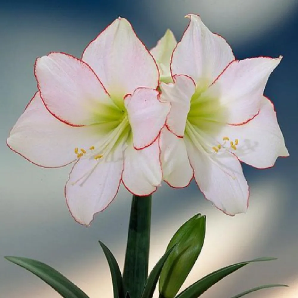 Amarilis Picotee (alb)