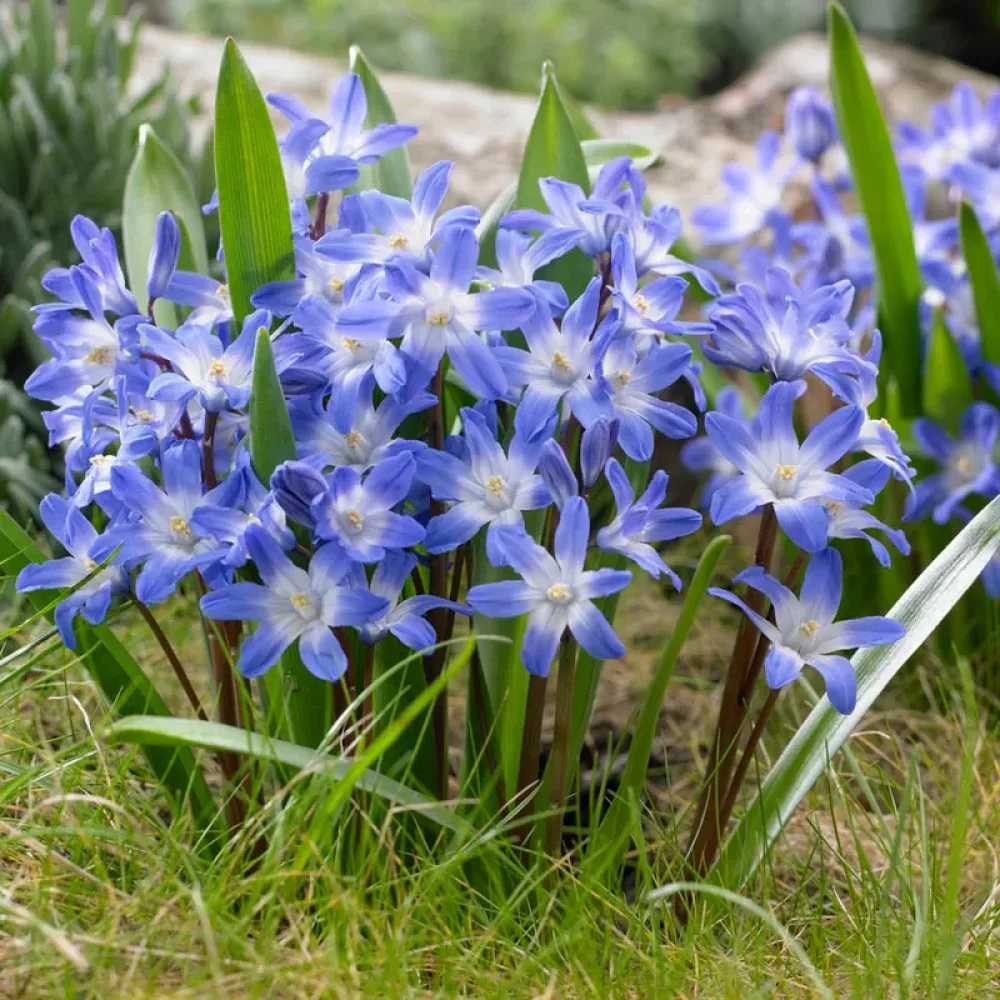 Chionodoxa Blue Giant (albastră)
