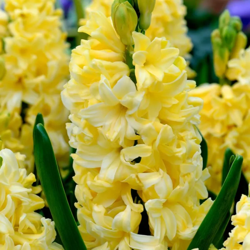 Zambilă Yellow Queen (crem)