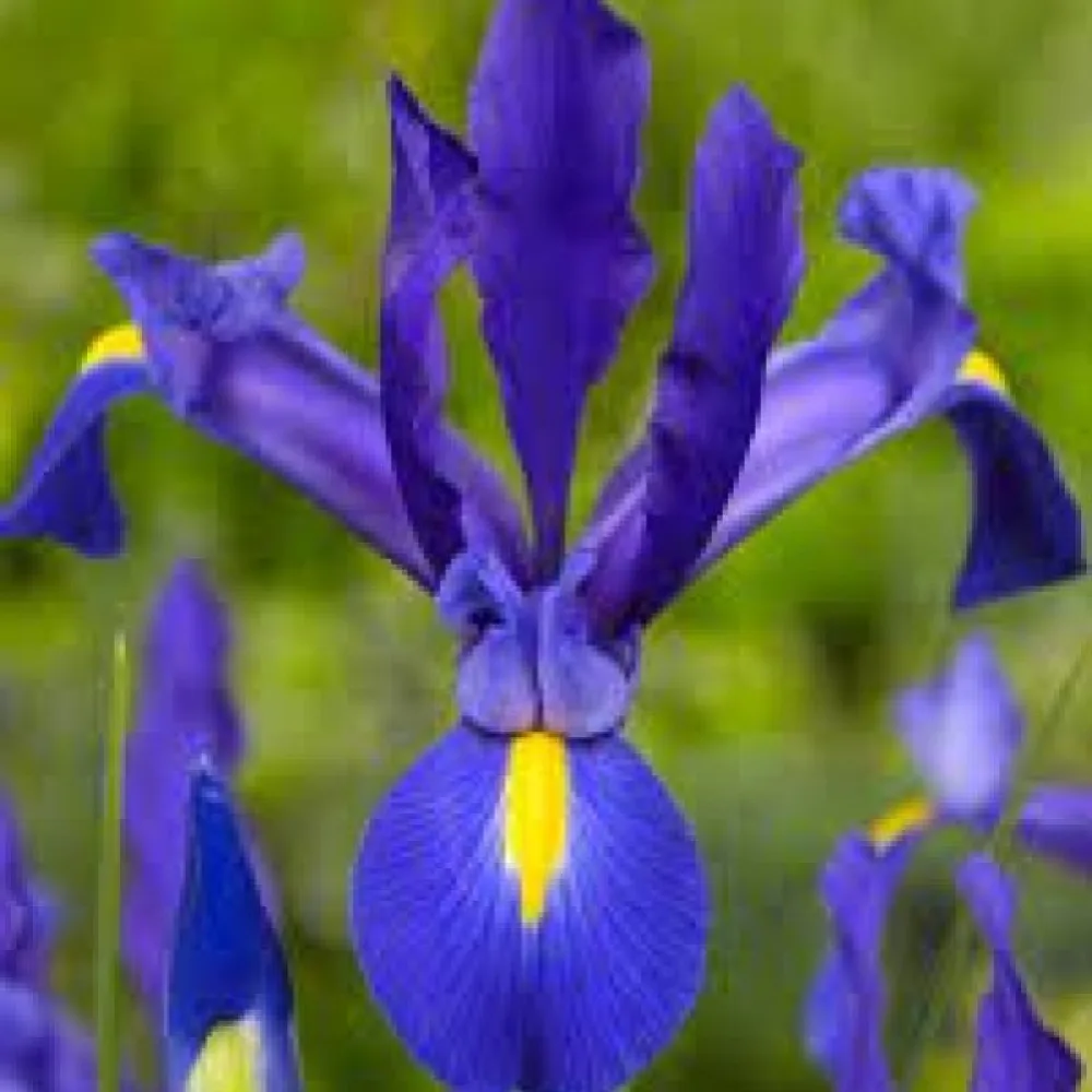 Iris Blue Magic Hollandica (albastru)