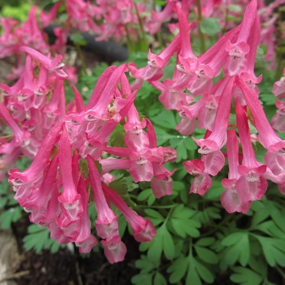 Corydalis Beth Evans solida (roz)