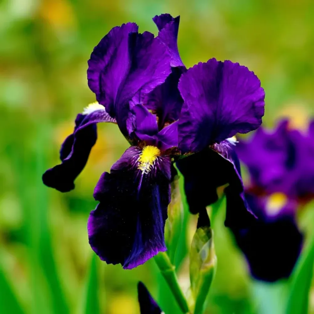 Iris Purple Sensation Hollandica (mov)