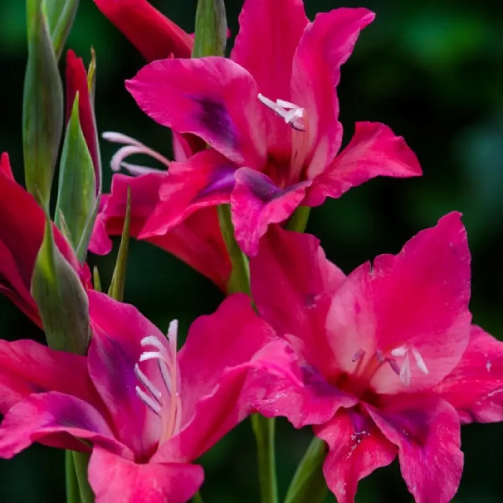Gladiolă Vulcano (de foc)