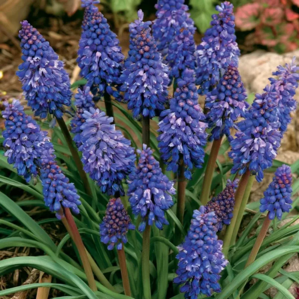 Muscari Blue Spike Armeniacum (albastru)