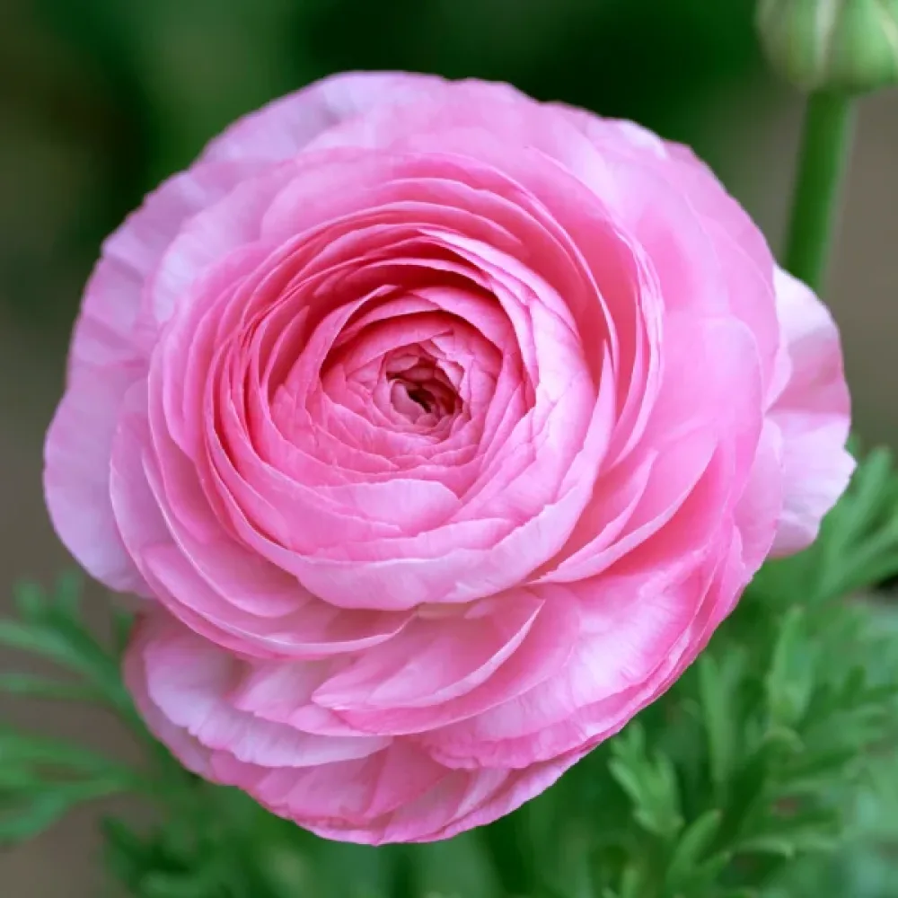 Ranuncul Pink Tomer (roz)