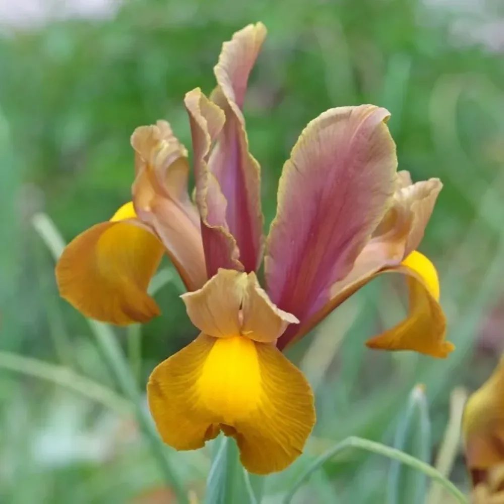 Iris Bronze Perfection