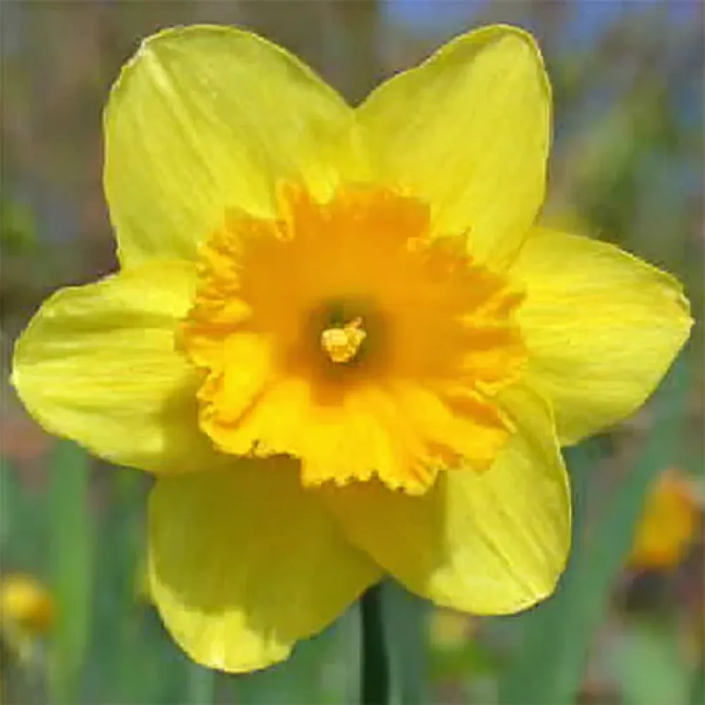 Narcisă Gigantic Star