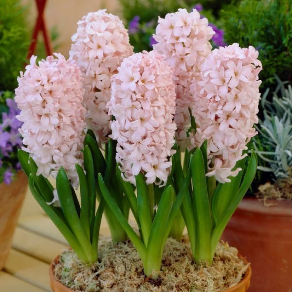Zambilă China Pink (roz)
