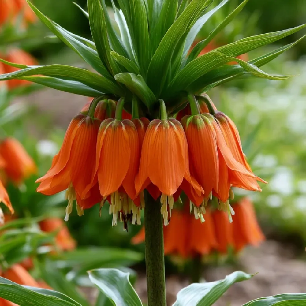 Fritillaria Aurora Imperialis (portocalie)