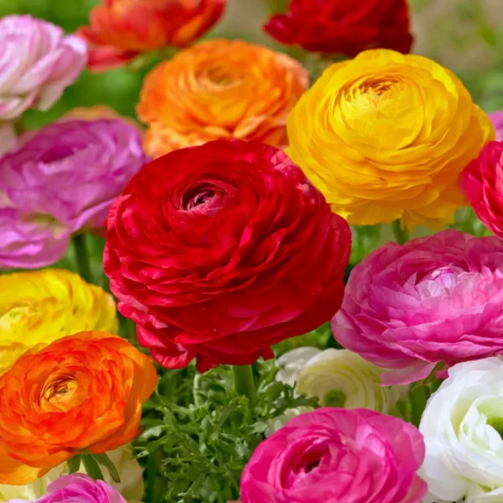 Ranunculus Mixed Tomer (multicolor)