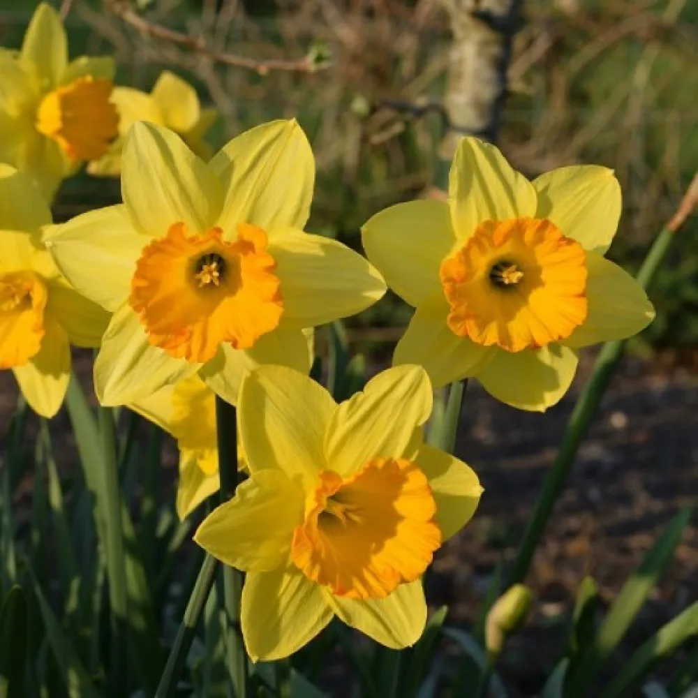 Narcisă Fortune (portocalie)