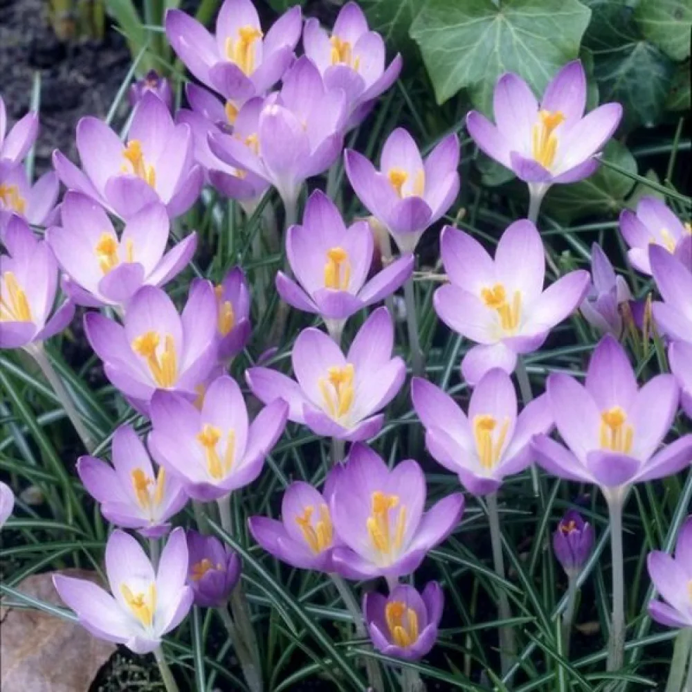 Brândușă Barrs Purple Tommasianus (mov)