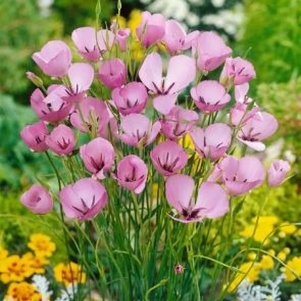 Calochortus Cupido (delicat)