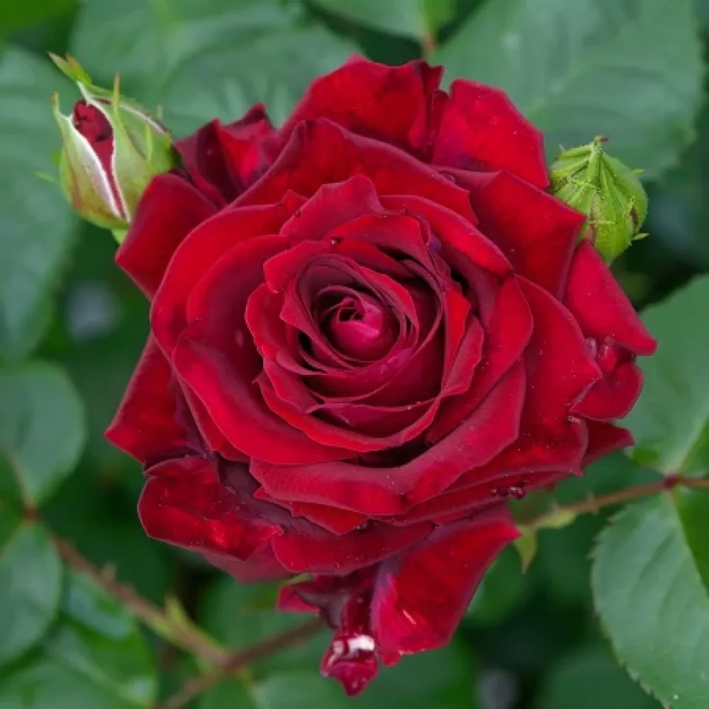 Trandafir Harfa Înfloririi de Seară - cu rădăcină nudă