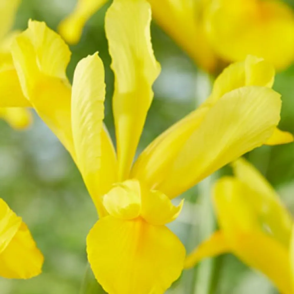 Iris GOLDEN HARVEST
