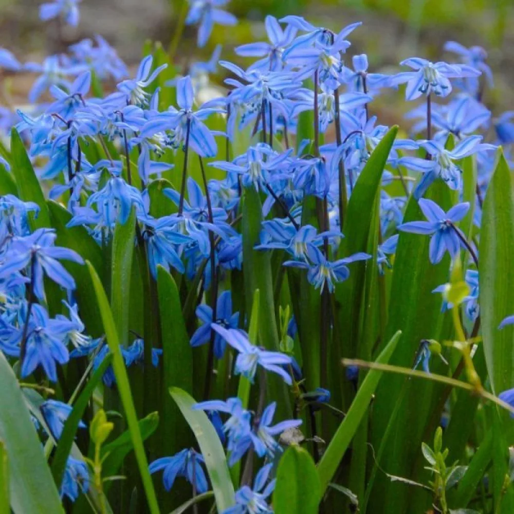 Viorea Siberica (albastră)