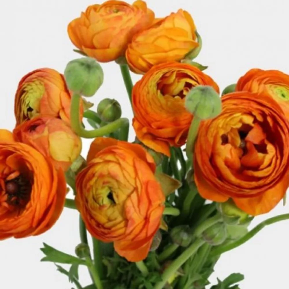 Ranunculus orange (portocaliu)